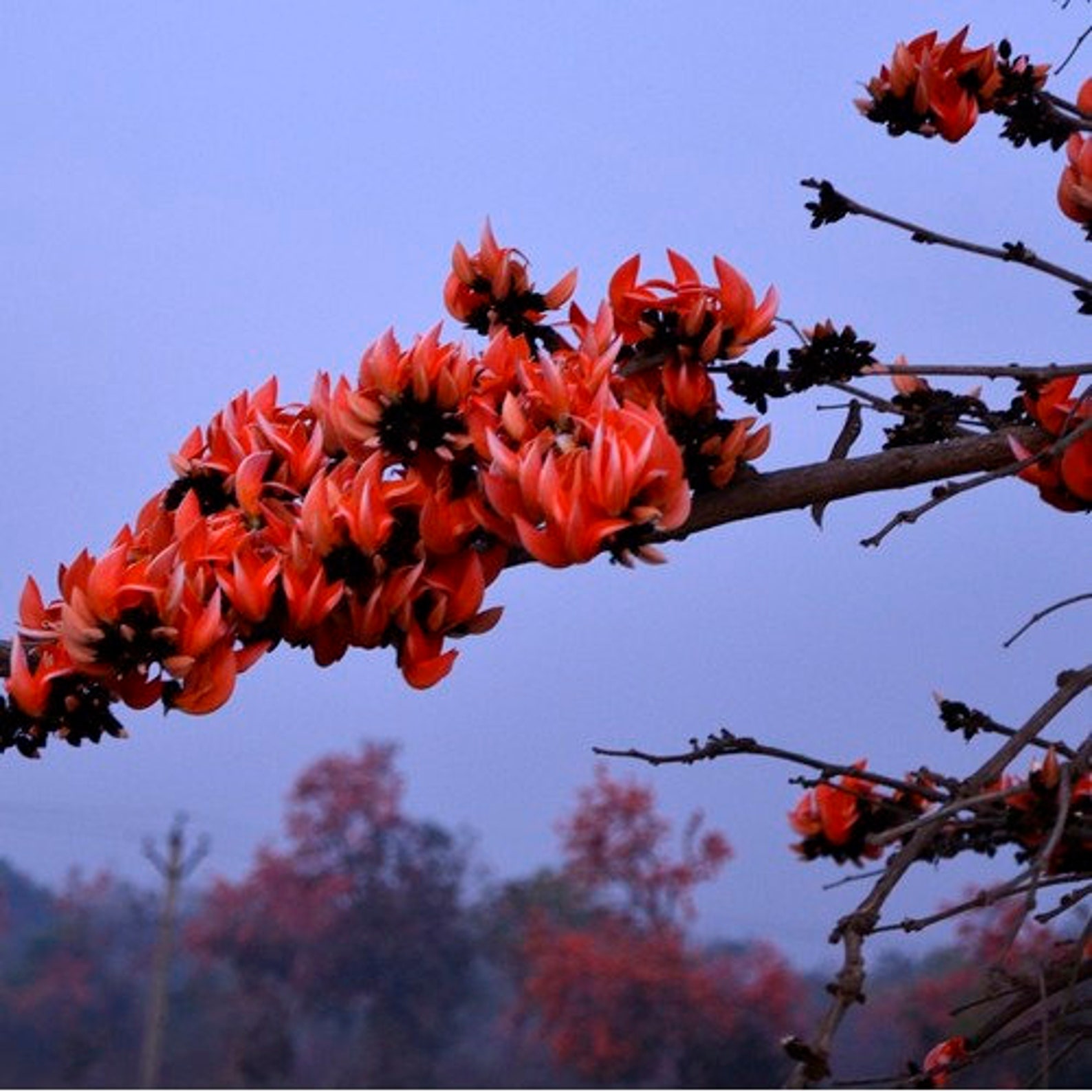Flame of the Forest Tree Seeds (butea Monosperma) 5+seeds - Etsy