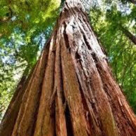 【希少】california redwood苗 Amazon.com : Rare Plant Tree Seeds 30+ California Coast