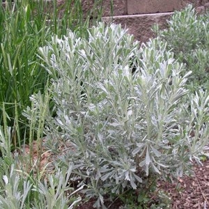 Big Sagebrush Seeds Artemisia tridentata 200Seeds image 2