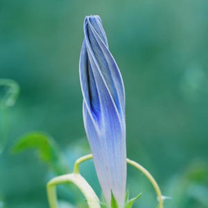 Morning Glory Flying Saucers Flower Seeds (Ipomoea Tricolor) 25+Seeds image 1