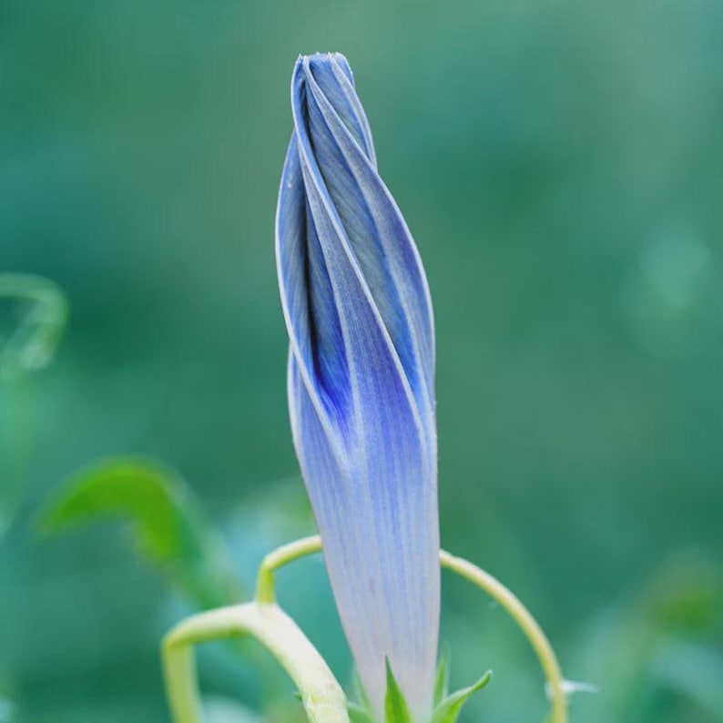 Morning Glory Flying Saucers Flower Seeds (Ipomoea Tricolor) 25+Seeds image 1