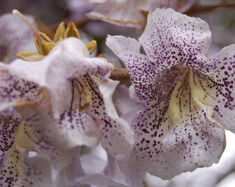 Sapphire Dragon Tree Seeds (paulownia Kawakamii) 50+seeds - Etsy