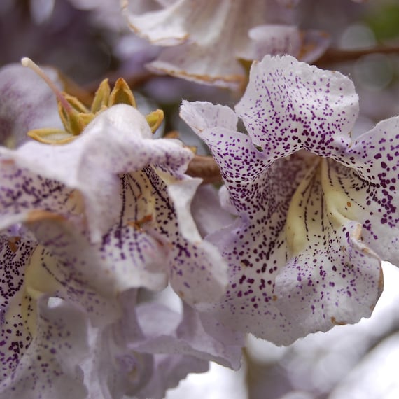 Sapphire Dragon Tree Seeds (paulownia Kawakamii) 50+seeds - Etsy