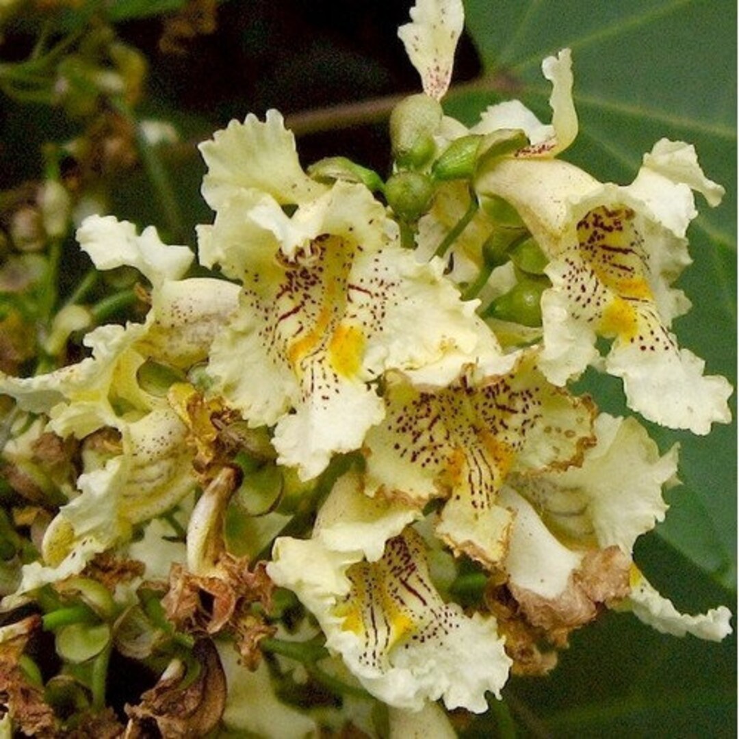 Chinese Catalpa Tree Seeds (catalpa Ovata) 15+seeds - Etsy