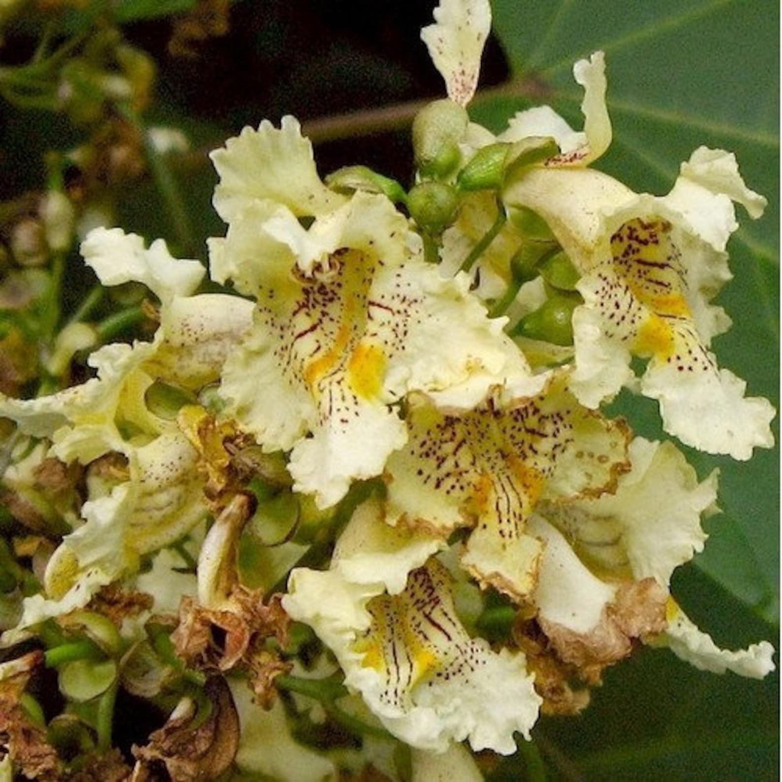 Chinese Catalpa Tree Seeds catalpa Ovata 15seeds - Etsy