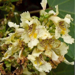 Chinese Catalpa Tree Seeds Catalpa ovata 15Seeds image 1