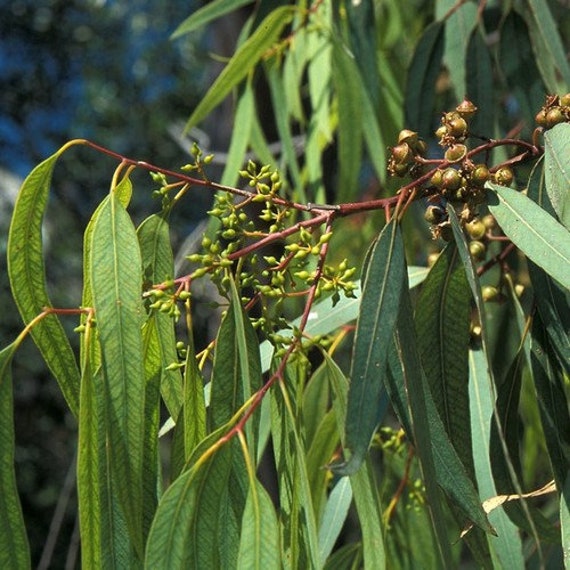 OLTRE 100 SEMI EUCALYPTUS GLOBULUS EUCALIPTO