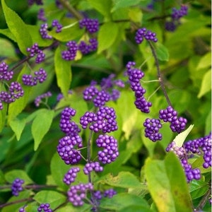 Purple Beautyberry Bush Seeds Callicarpa dichotoma 25Seeds image 1