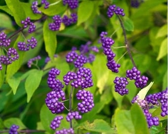 Purple Beautyberry Bush Seeds (Callicarpa dichotoma) 25+Seeds