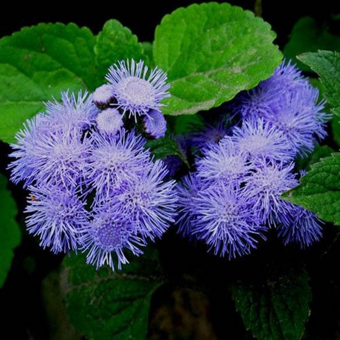 Ageratum Mix Flower Seeds ageratum Mexicanum 200seeds - Etsy