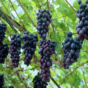 Grape Vine Seeds Vitis vinifera 30Seeds image 3
