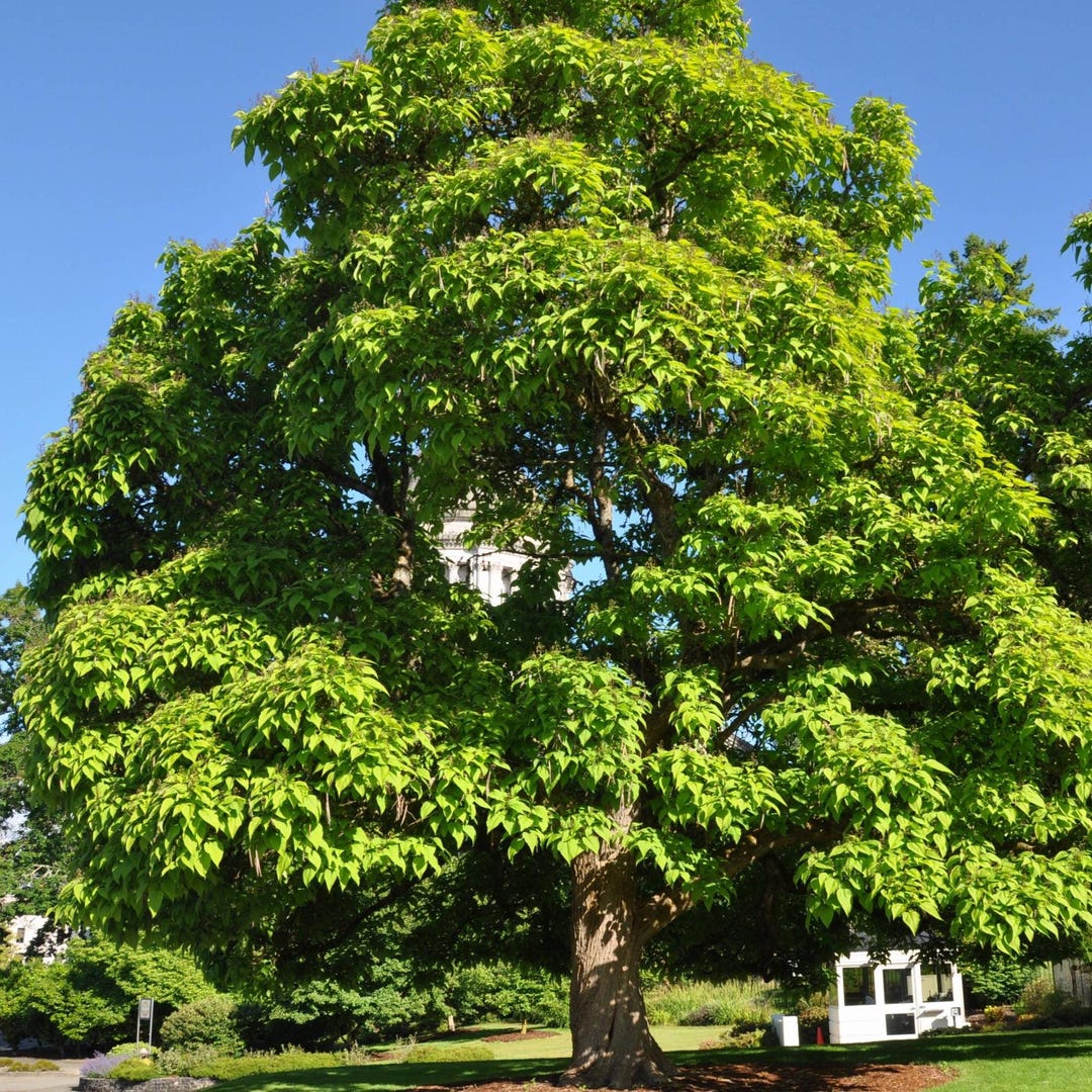 Chinese Catalpa Tree Seeds (catalpa Ovata) 15+seeds - Etsy