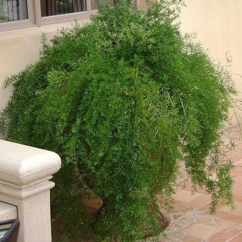 Asparagus Fern Seeds asparagus Sprengeri 30seeds Etsy