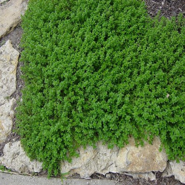 Creeping Thyme Seeds Etsy