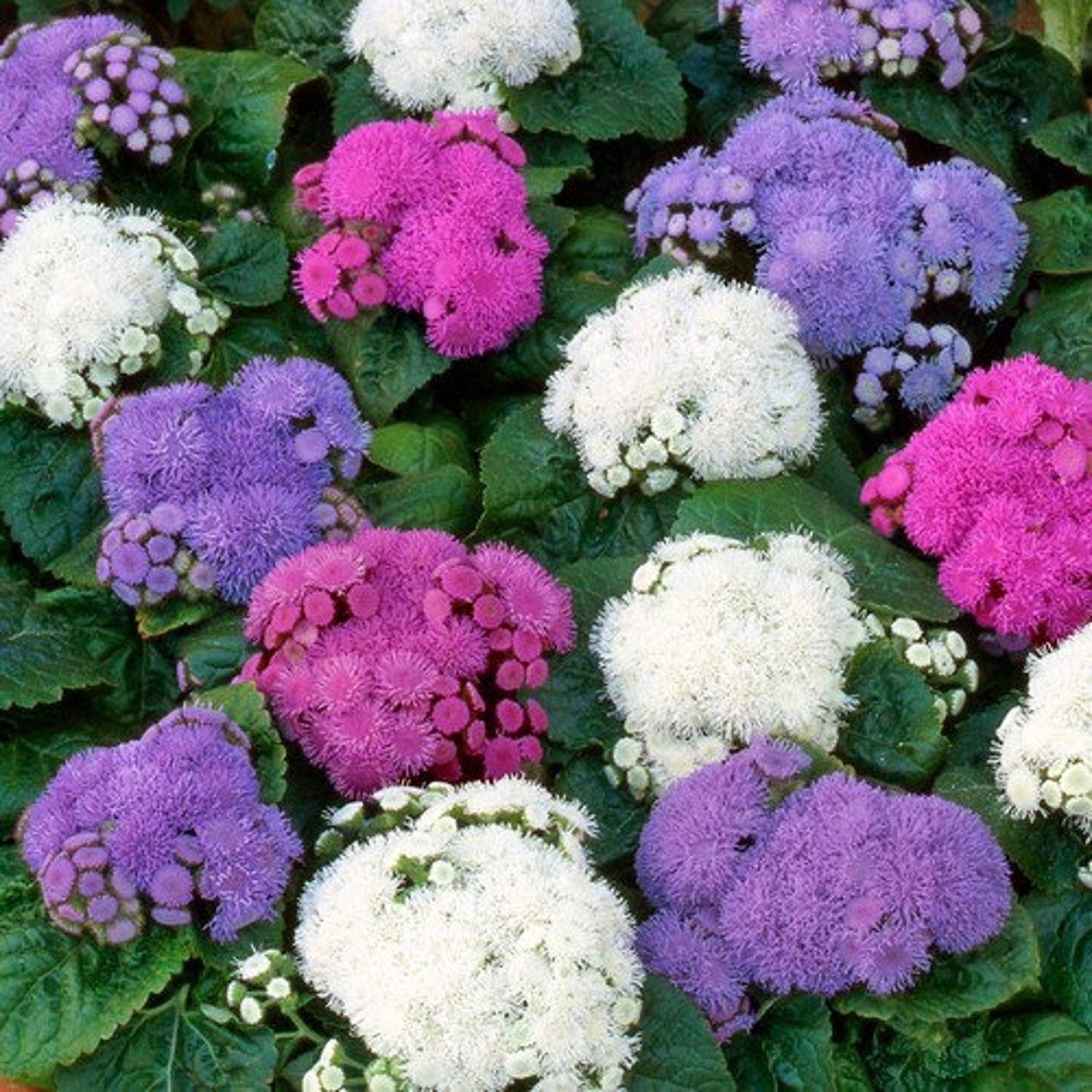 Ageratum Mix Seeds (Red, White & Blue) - Non-GMO, Pollinator-Friendly Floss Flower