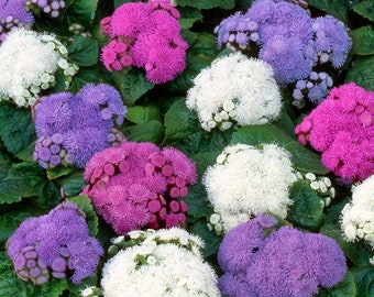 Ageratum Mix Flower Seeds (Ageratum Mexicanum) 200+Seeds