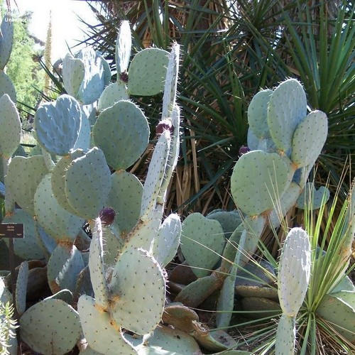 Giant Silver Dollar Cactus Seeds (opuntia Robusta) 25+seeds - Etsy Norway