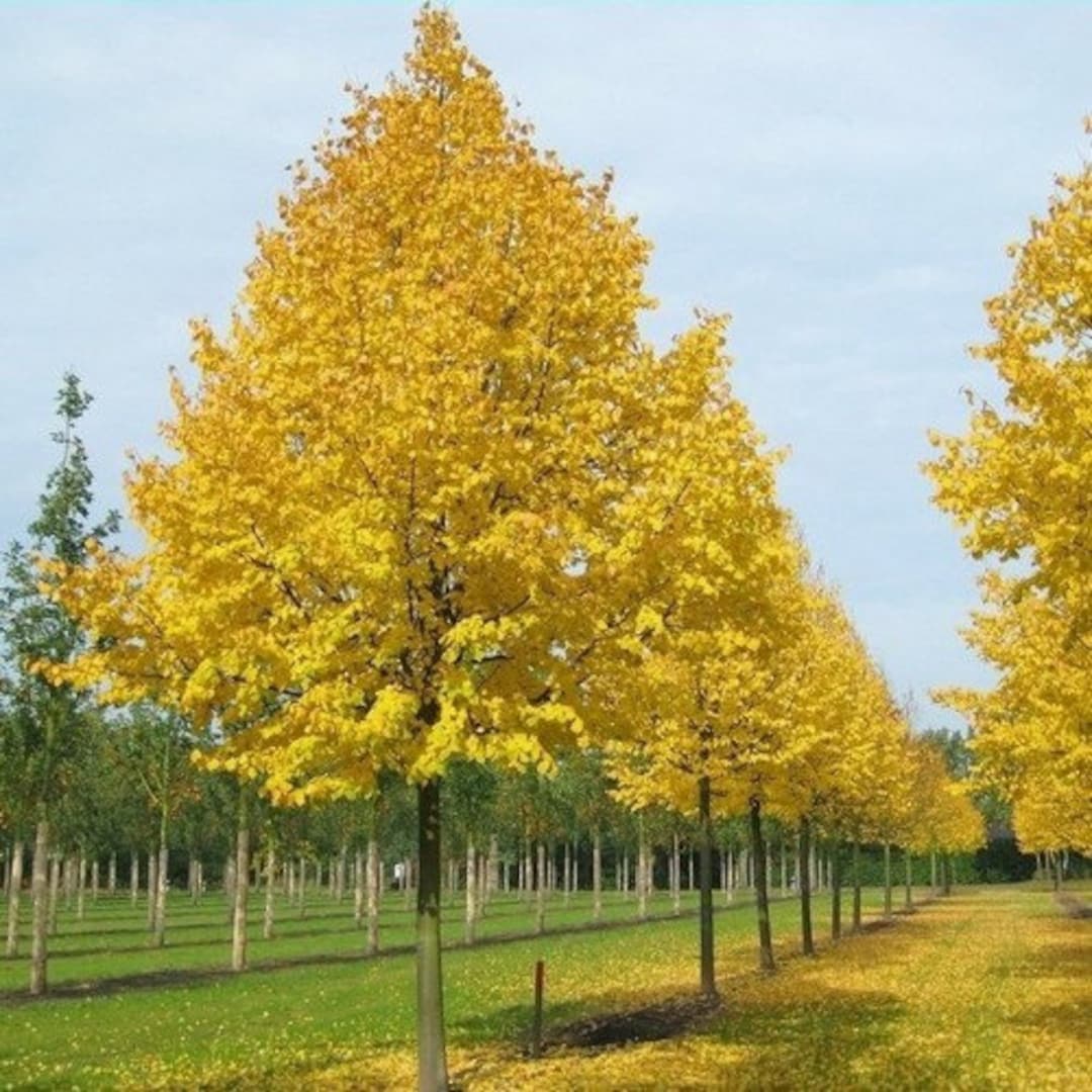 Tilleul, graines de Tilia cordata