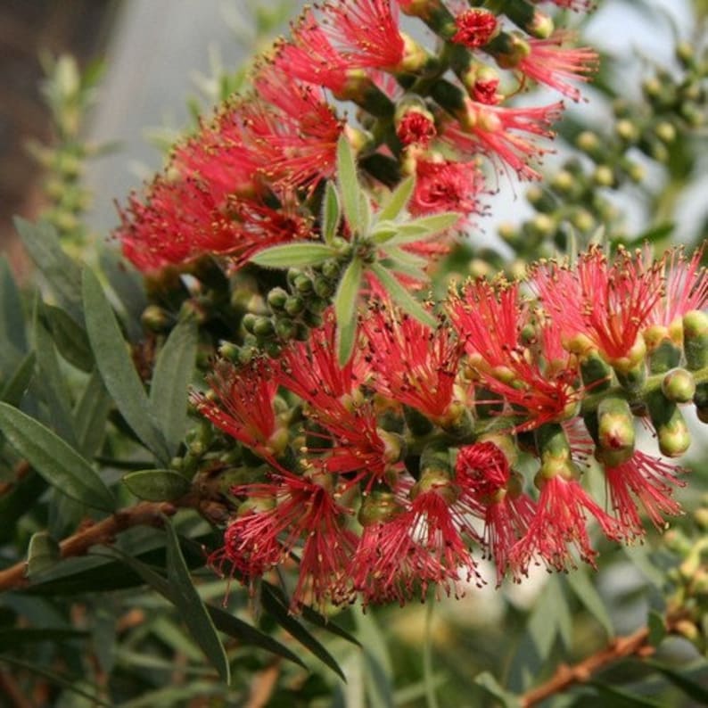 Captain Cook Bottlebrush Seeds Callistemon Viminalis 25Seeds image 2