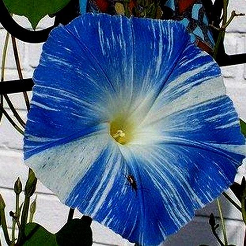 Morning Glory Flying Saucers Flower Seeds (Ipomoea Tricolor) 25+Seeds image 2