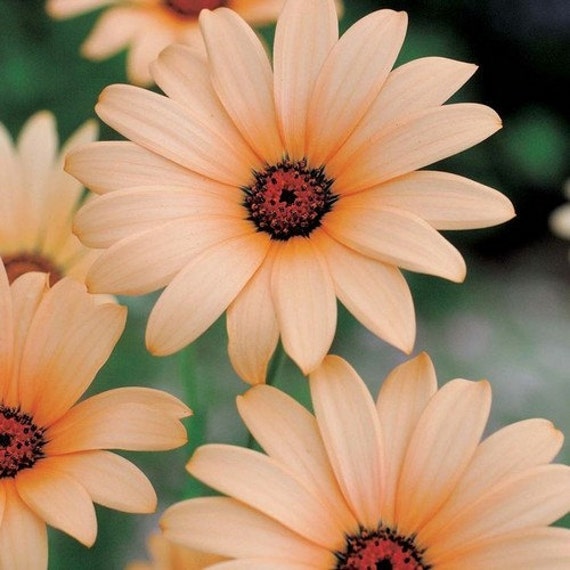 African Daisy Salmon Seeds (dimorphotheca Sinuata) 50+seeds - Etsy
