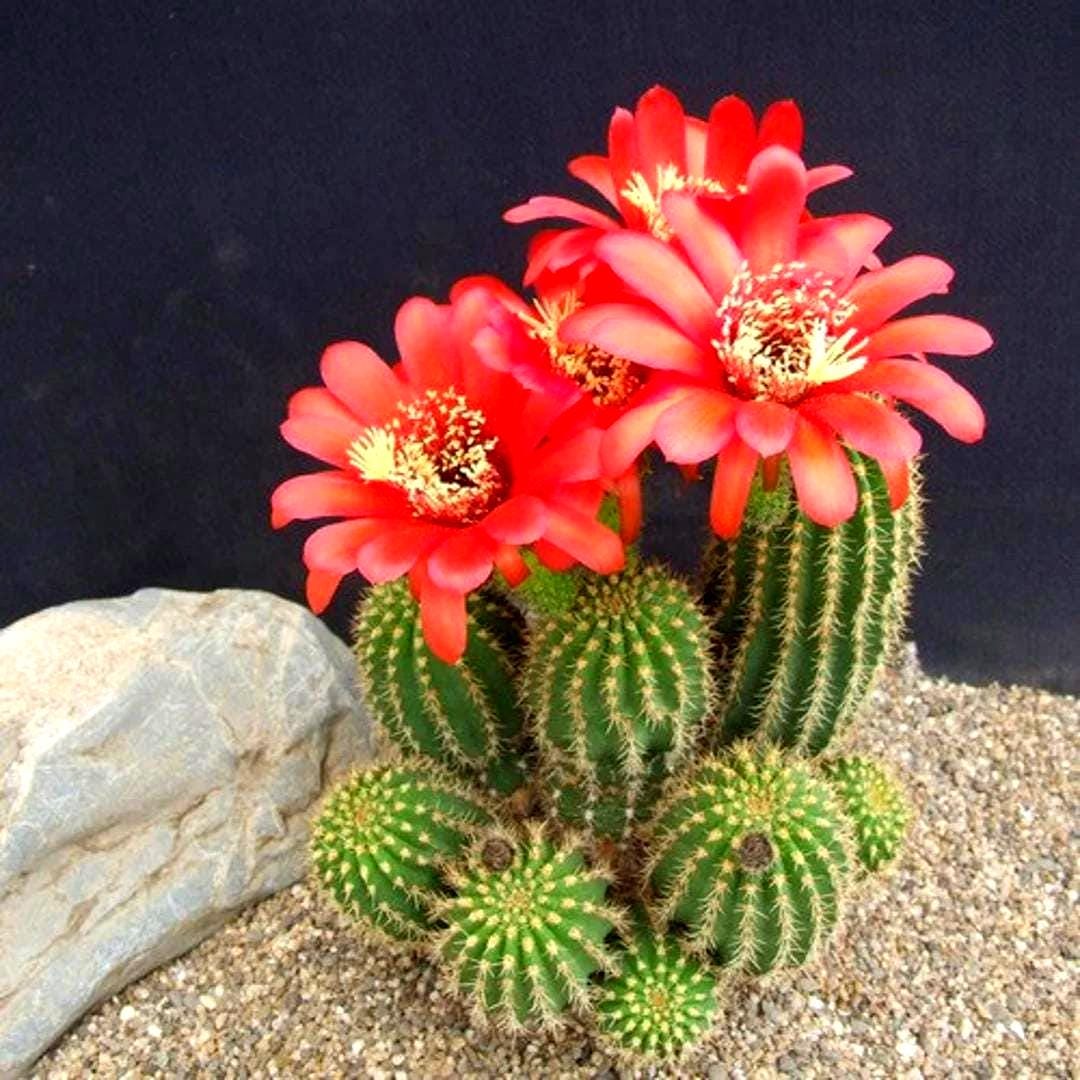 Red Torch Cactus Seeds (lobivia Grandiflora Var. Minuta) 20+seeds - Etsy
