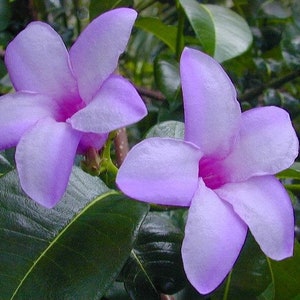 Rubber Vine Seeds Cryptostegia grandiflora 25Seeds image 1