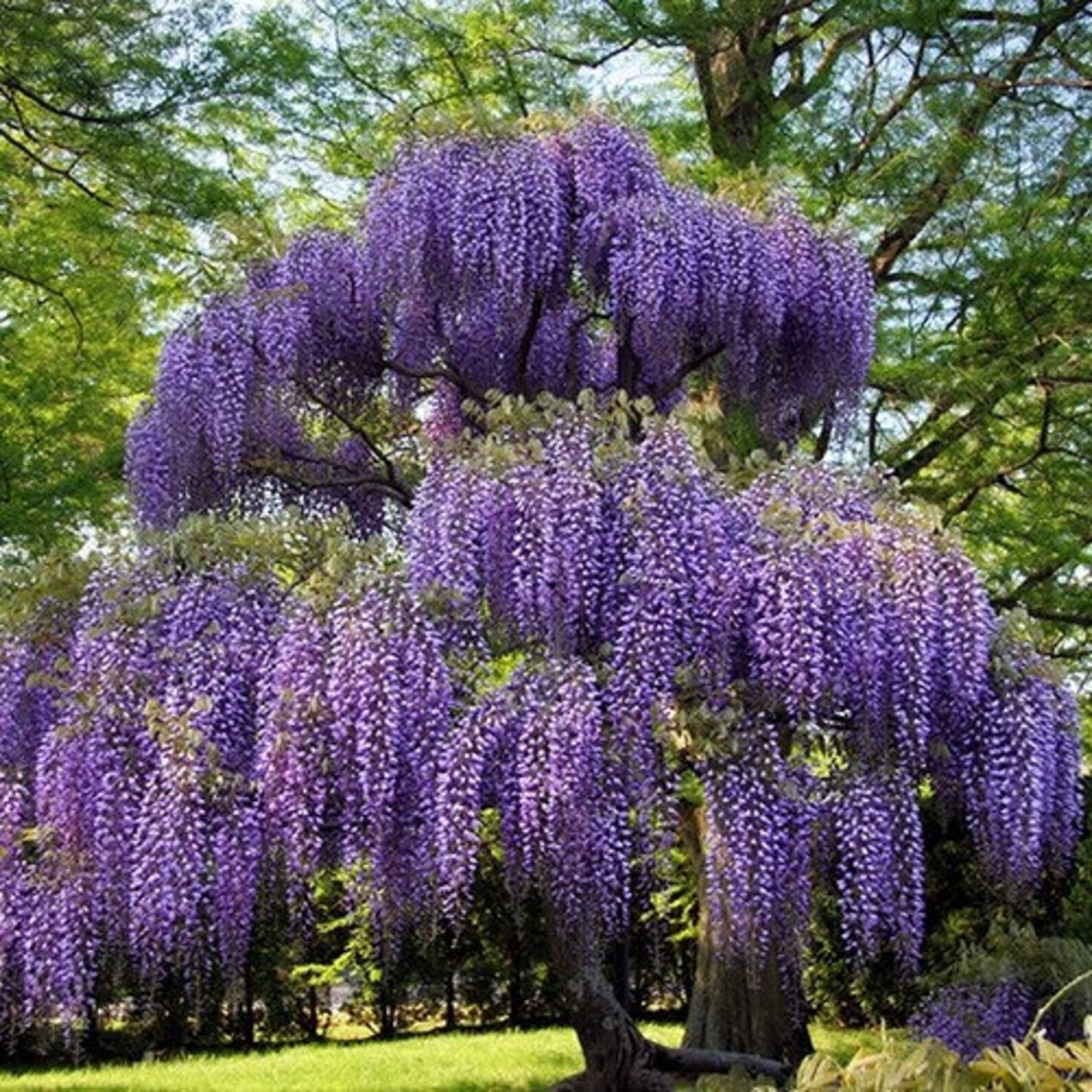 Chinese Wisteria Vine Seeds wisteria Sinensis 5seeds Etsy