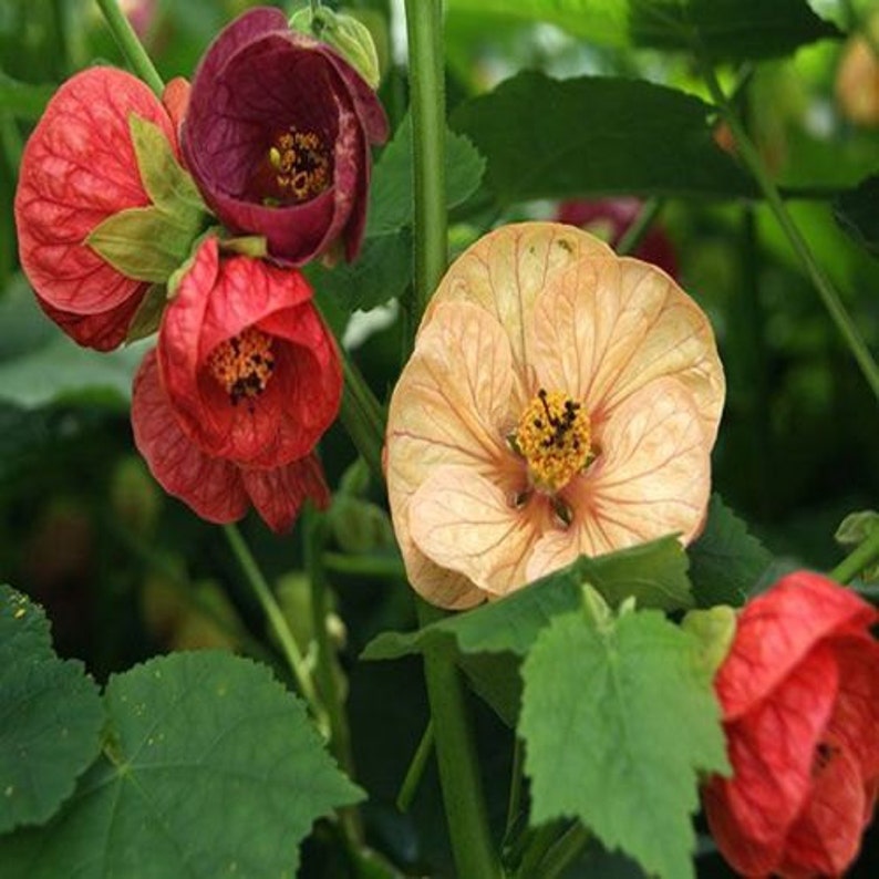 Flowering Maple Mix Flower Seeds Abutilon Hybridum 50Seeds image 1