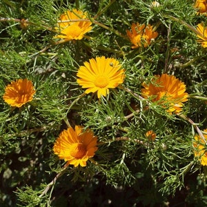 Cladanthus Arabicus 100 seeds Palm Springs Daisy Cladanthus Arabicus 100 seeds Palm Springs Daisy