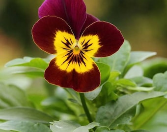 Viola Arkwright Ruby Flower Seeds (Viola Cornuta) 50+Seeds