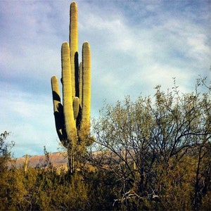 Giant Saguaro Cactus Seeds Carnegiea gigantea 25Seeds image 3