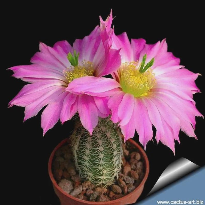 UnderTheSunSeeds Hedgehog Cactus Seeds - Thumbnail 2