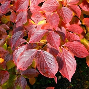 Chinese Dogwood Tree Seeds Cornus kousa chinensis 15Seeds image 2