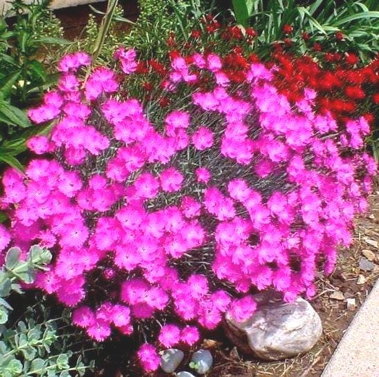 Dianthus Cheddar Pink Fower Seeds (Dianthus Gratianopolitanus) 50+