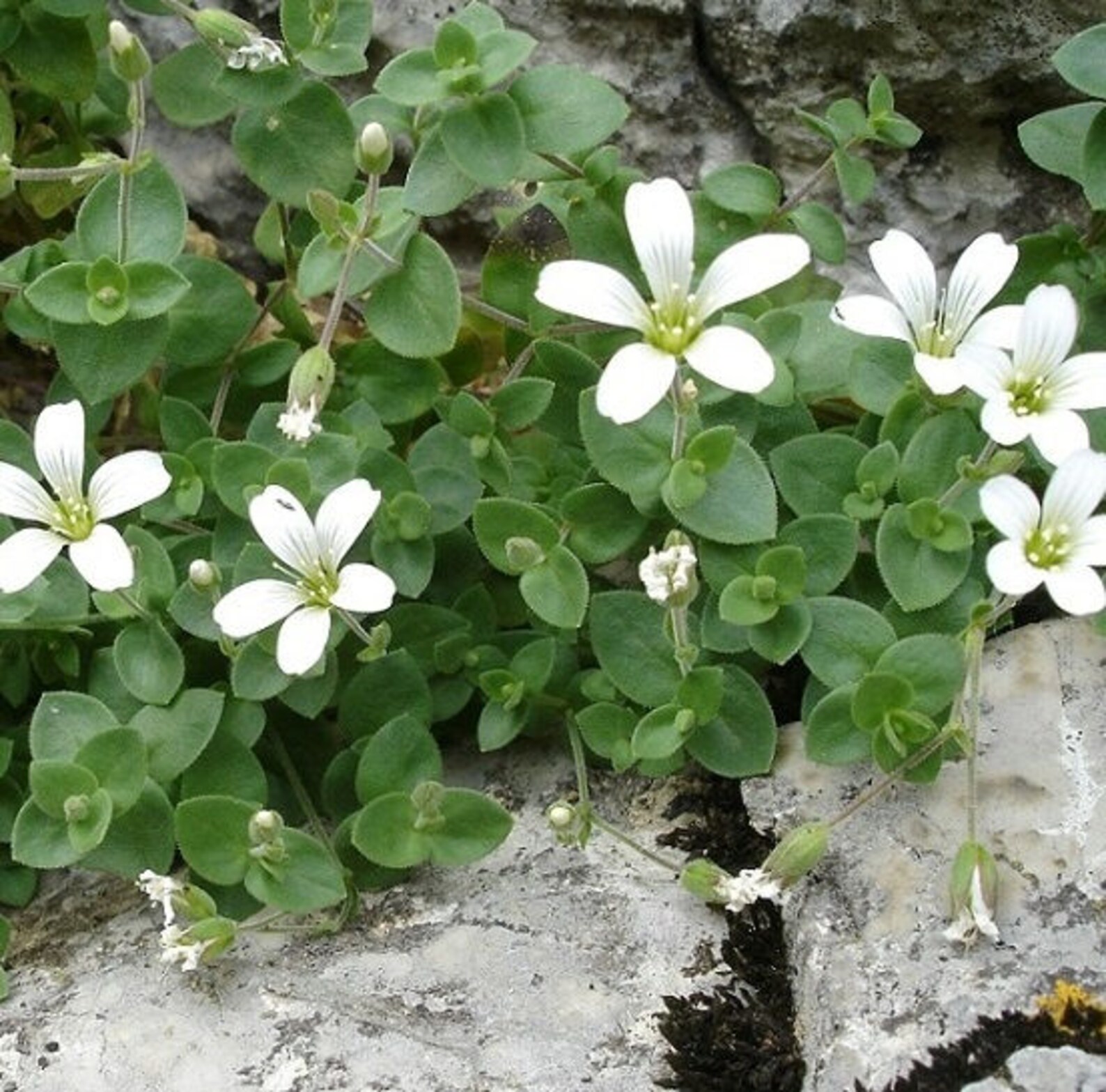 Arenaria Montana русское название