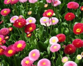 English Daisy Mix Flower Seeds (Bellis Perennis) 200+Seeds