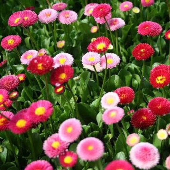 English Daisy Mix Flower Seeds Bellis Perennis 0seeds Etsy