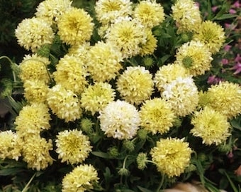 Gaillardia Sundance Creamy White Flower Seeds (Gaillardia Pulchella) 50+Seeds