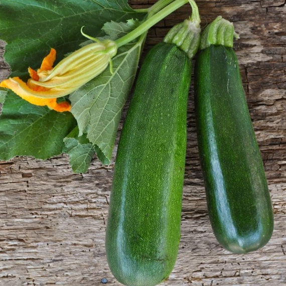 Zucchini Squash Black Beauty Vegetable Seeds (Cucurbita pepo) 15+Seeds