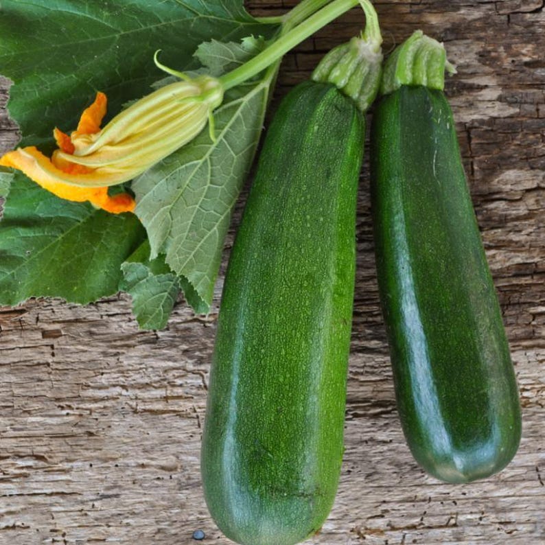 Zucchini Squash Black Beauty Vegetable Seeds (Cucurbita pepo) 15+Seeds image 1