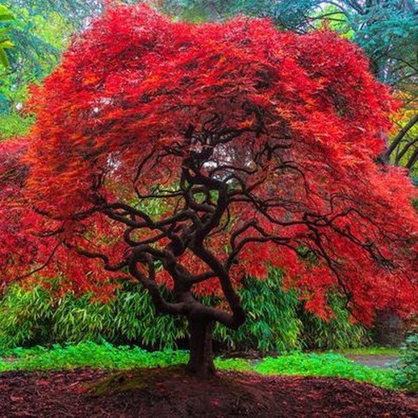 Flame Amure Maple Tree Seeds (ACER tataricum ginnala) 15+Seeds