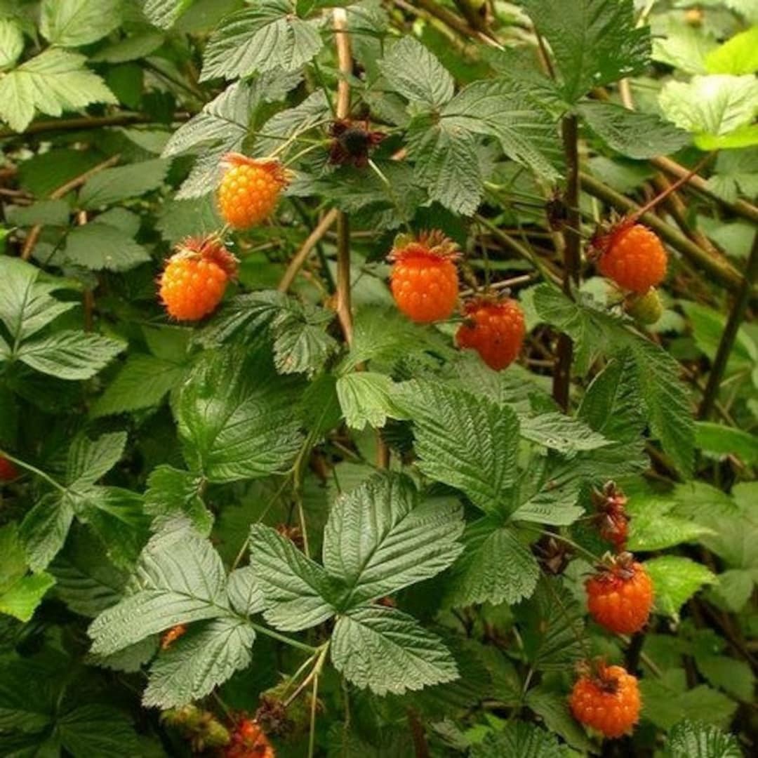 Salmonberry Bush Seeds rubus Spectabilis 25 Seeds Etsy