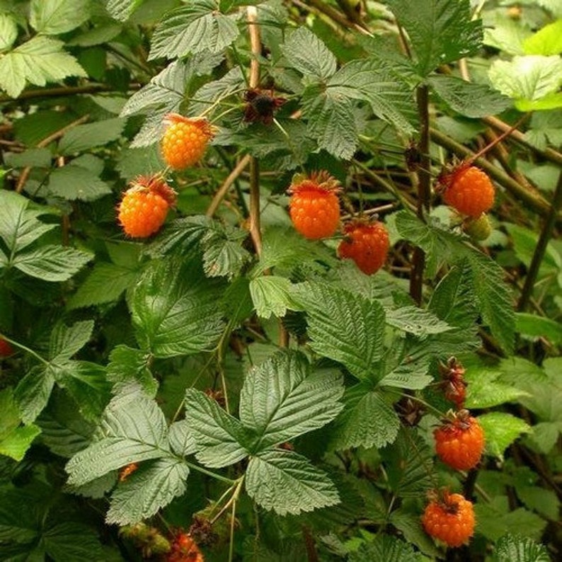 Salmonberry Bush Seeds rubus Spectabilis 25 Seeds Etsy