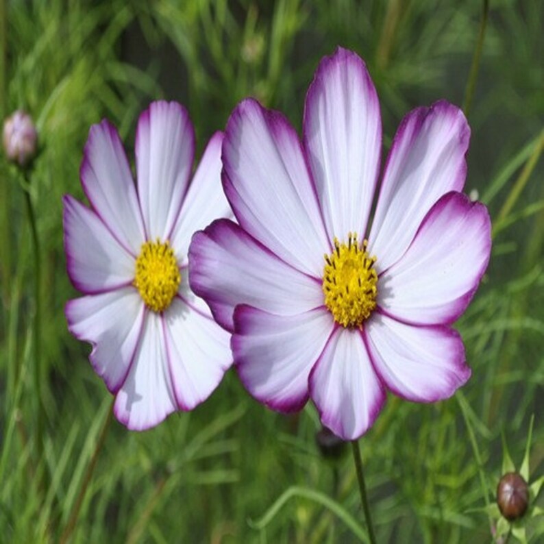 100 Graines Cosmos Picotée – Cosmos Bipinnatus Sensation Picotee – Fleurs Blanches Bordées De Rose - 8