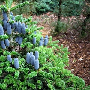 Korean Fir Tree Seeds Abies koreana 20Seeds Bild 3