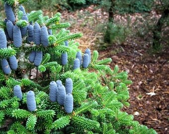 20 Korean Fir Tree (Abies Koreana) Seeds - Seed World