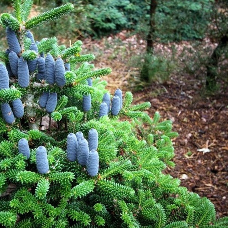 Korean Fir Tree Seeds Abies koreana 20Seeds image 3