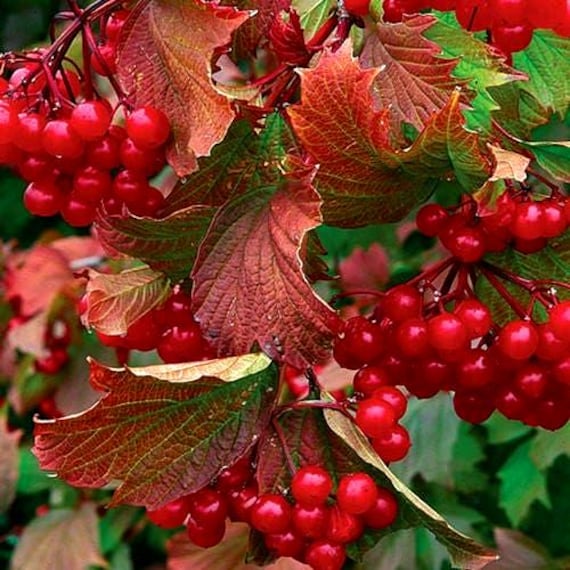 American Highbush Cranberry Seeds (viburnum Trilobum) 20+seeds