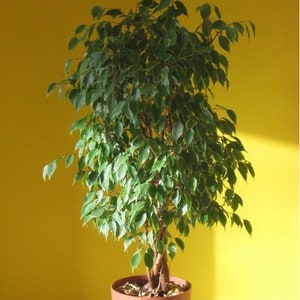 Weeping Fig Ficus Tree Seeds Ficus benjamina 25Seeds image 1